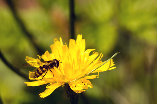 blomsterflue.jpg