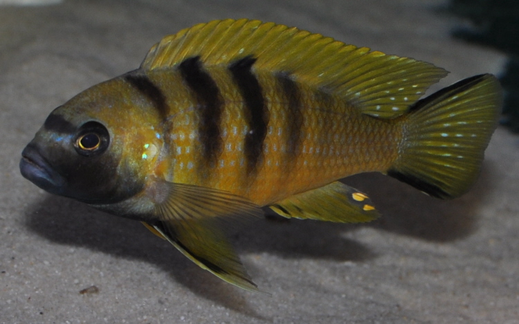 db_Metriaclima_sp__Mbweka_-3-1.jpg