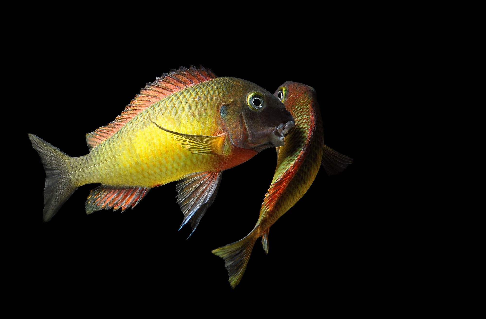 Tropheus moorii Kambwimba fight.jpg