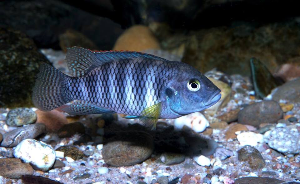 b_sp_Iloloma02-michel_keijman.jpg