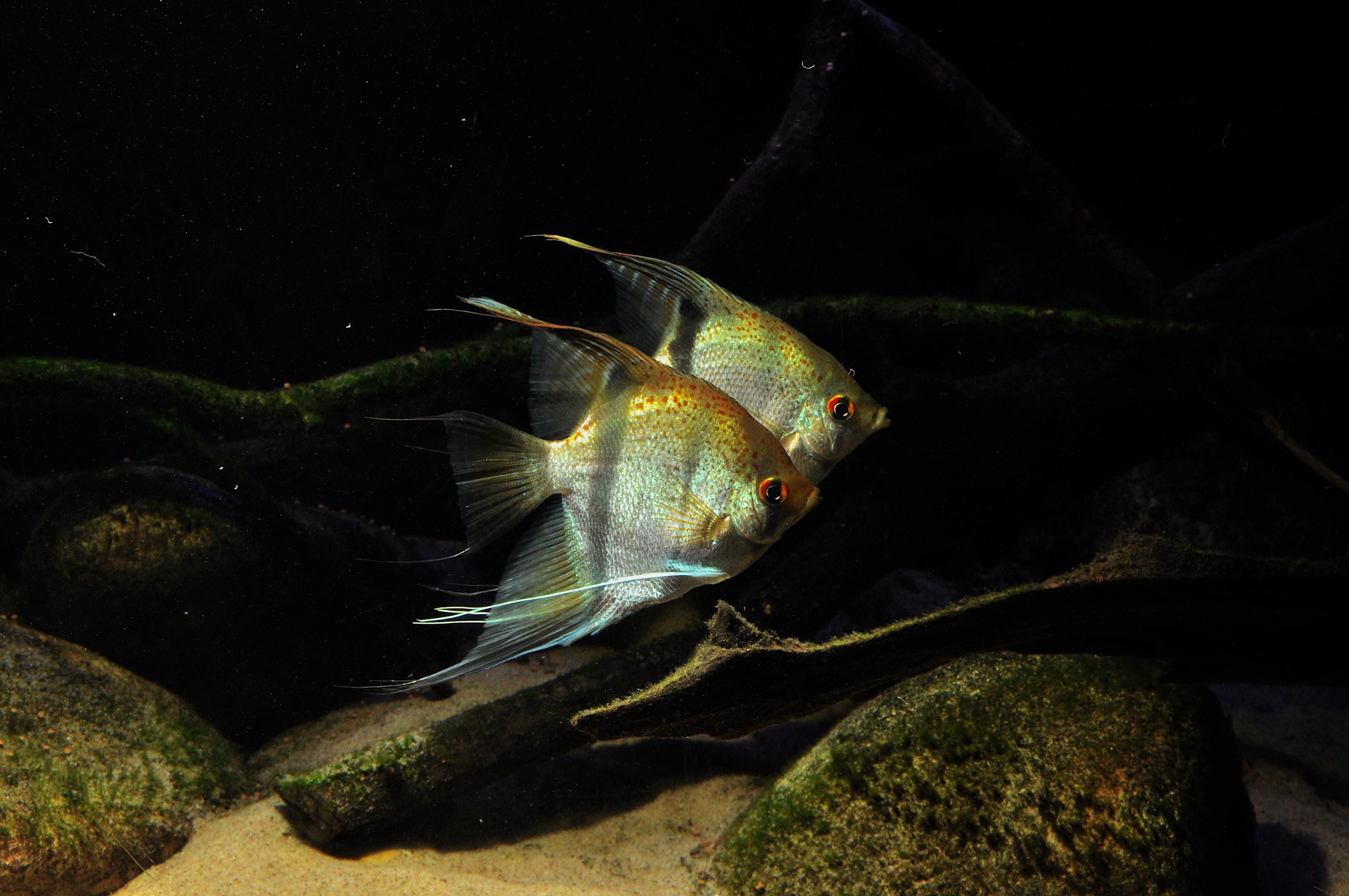 p_scalare_essequibo01par2-david_rejdemyhr.jpg