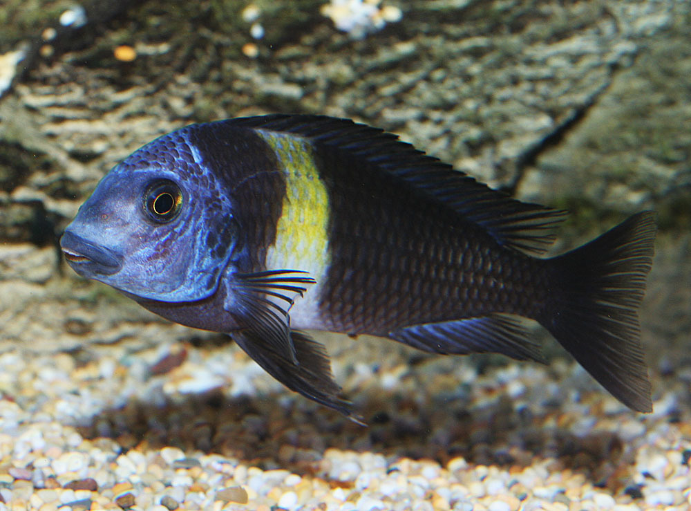 tropheusduboisi.jpg
