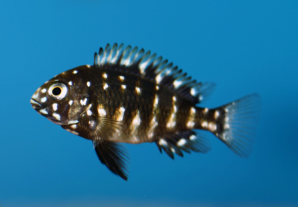 Tropheus_duboisi_mazwa_yngel_ca.jpg