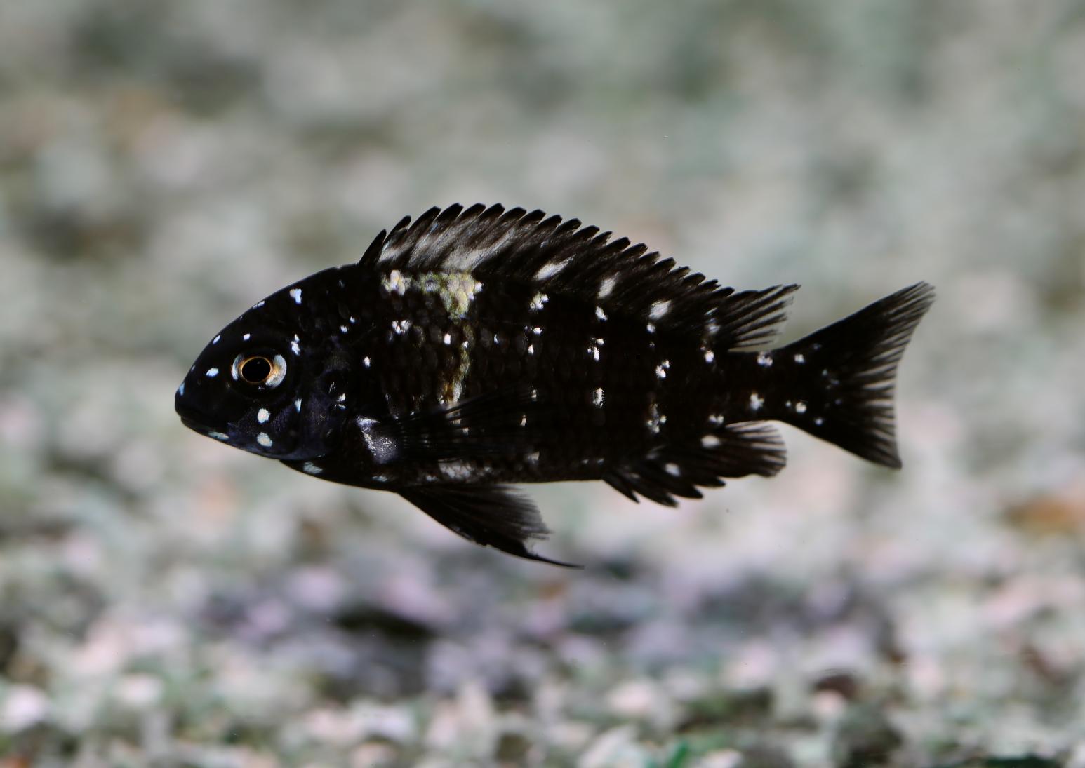 Tropheus duboisi, Mazwa.jpg