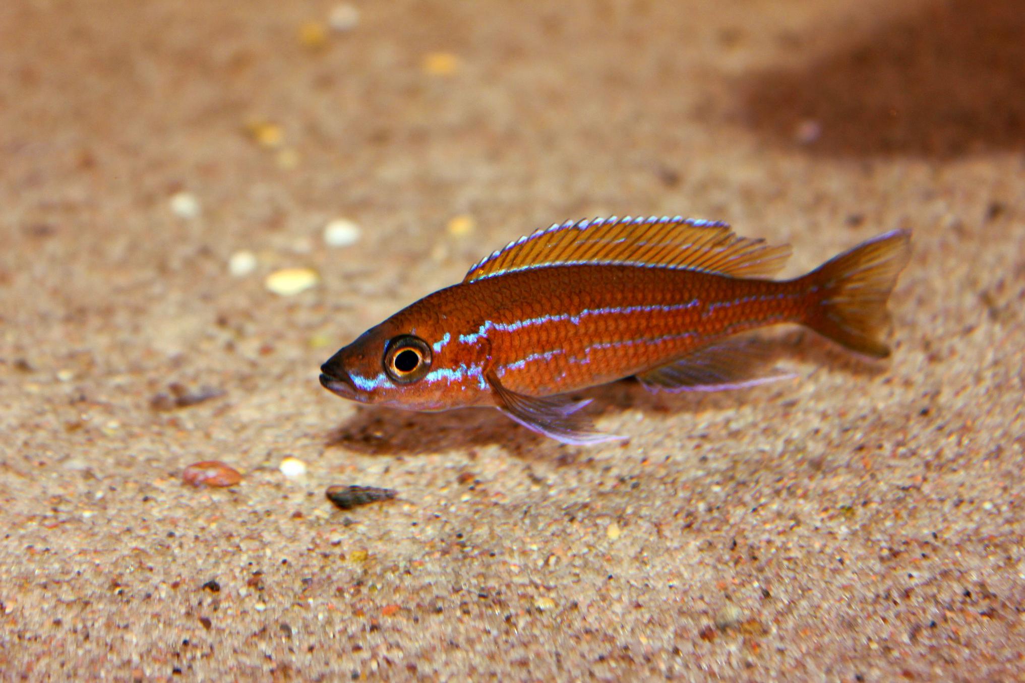 Nigripinnis Hane.jpg
