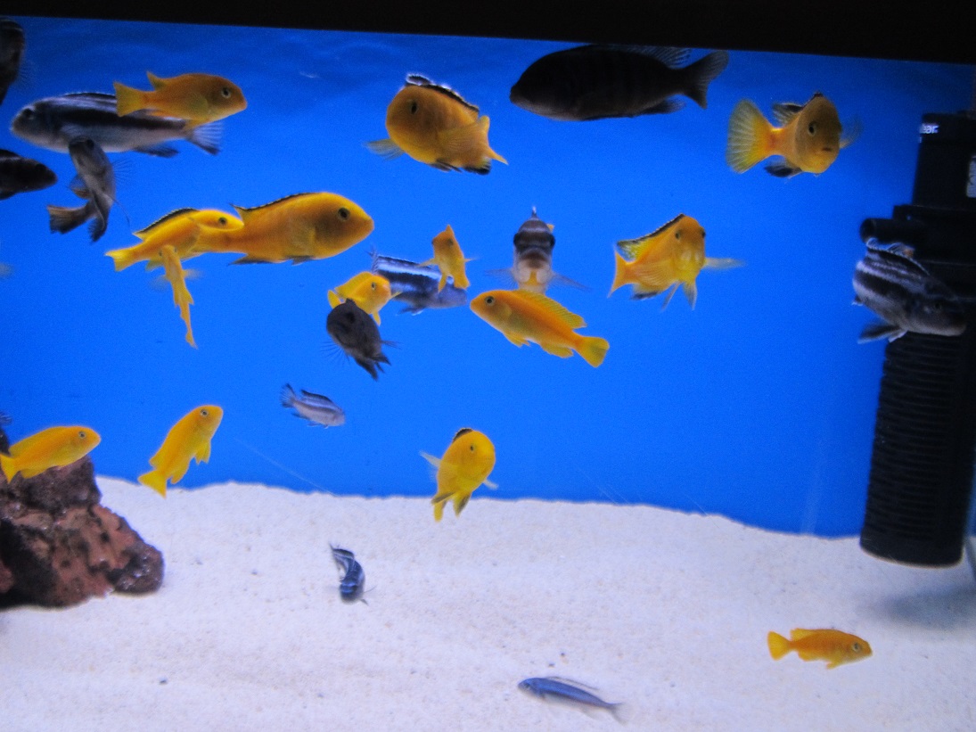 IMG_0740.JPG