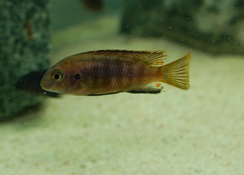 LDSC_0203.jpg