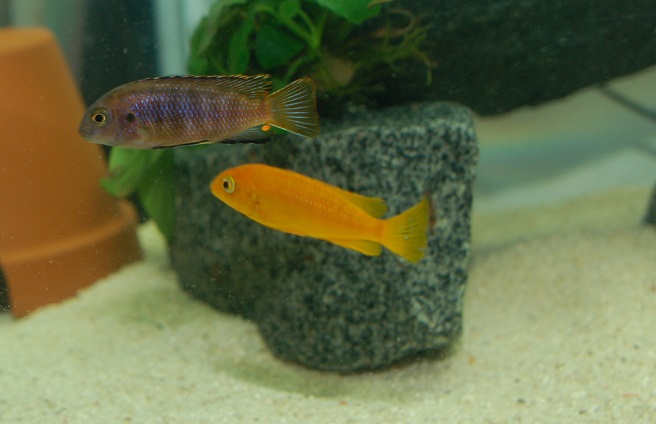 LDSC_0197.jpg