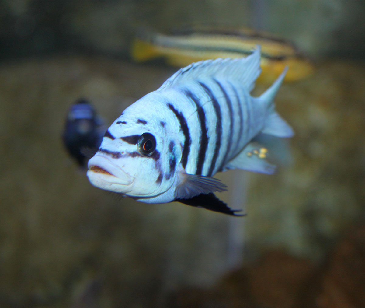 Zebra.jpg