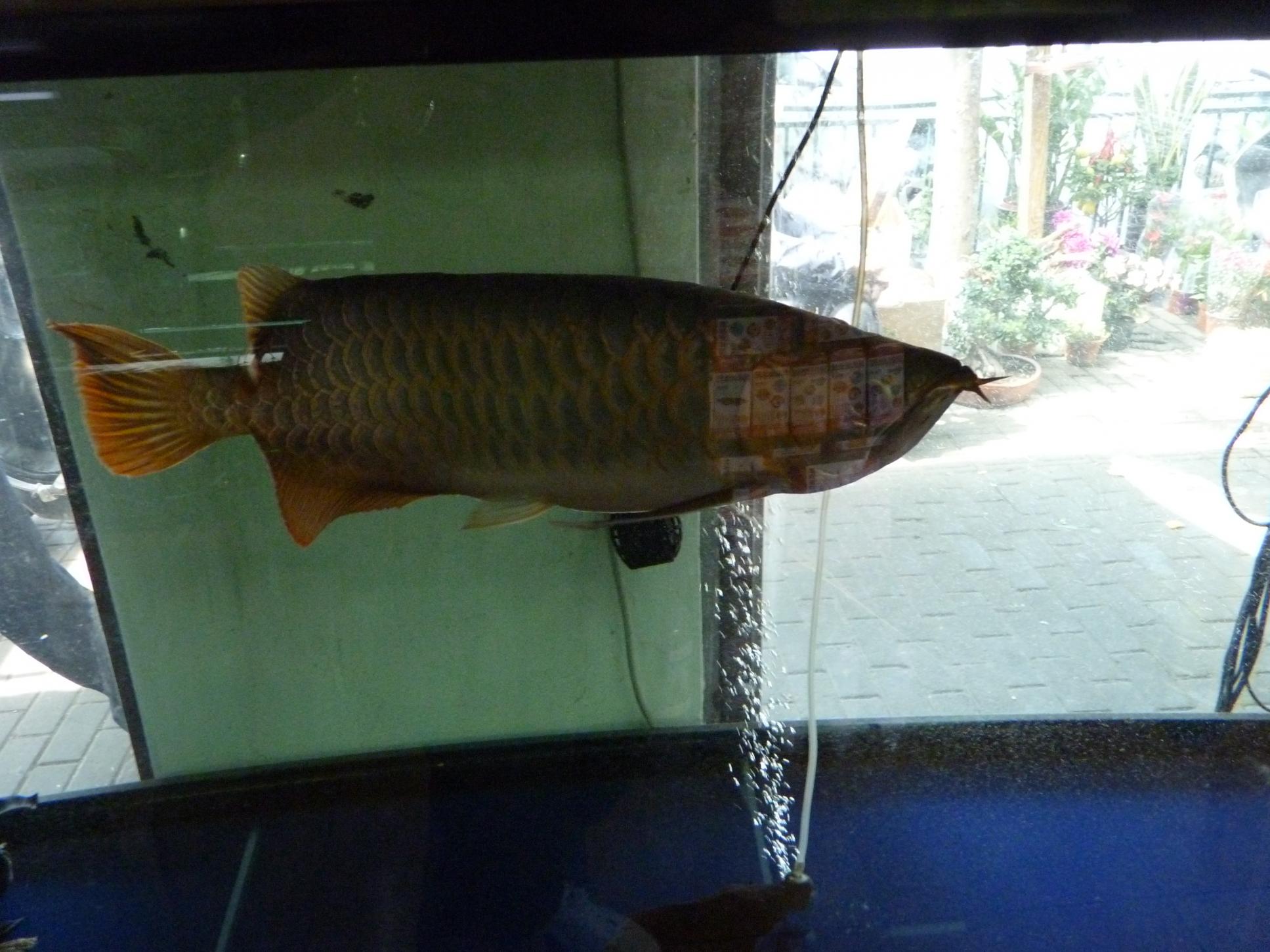 P1090009.jpg
