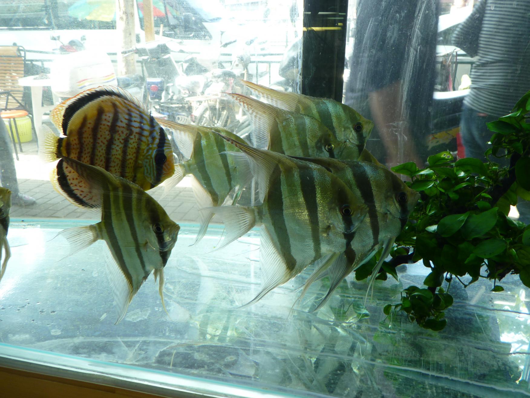 P1090006.jpg