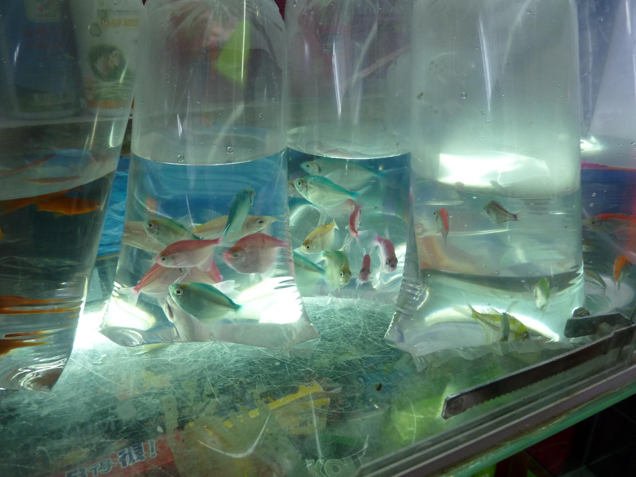 P1080981.jpg
