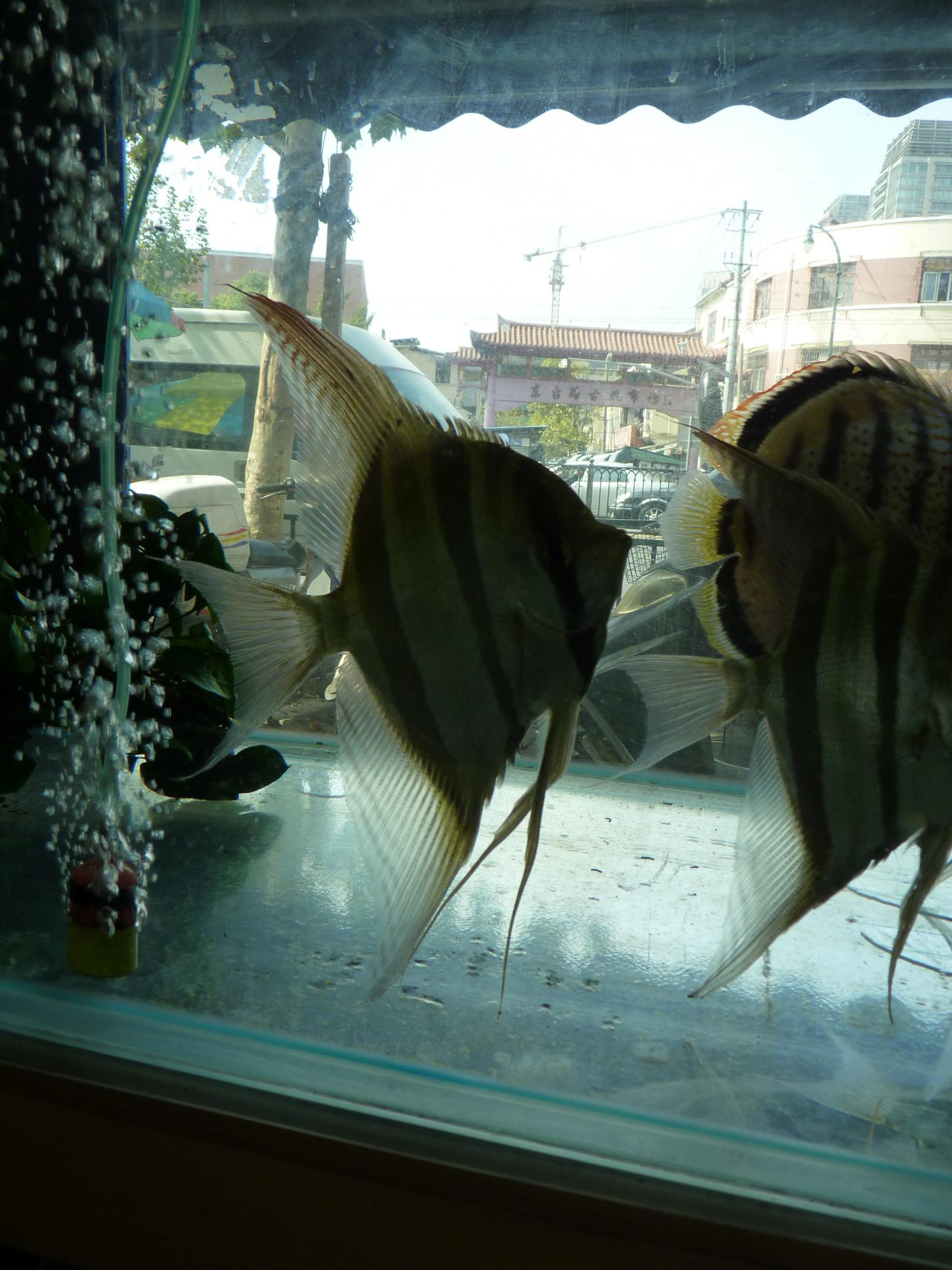 P1090008.jpg