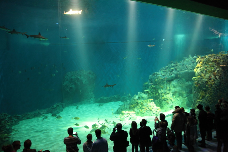 IMG_9521.JPG